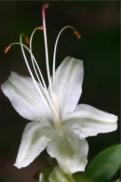 June Jubilee Aromi Azalea (Rhododendron Hybrid) - 3 Gallon Pot -FruitTree Store Native Azalea June Jubilee 2