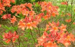 Mauvilla Gold Aromi Azalea (Rhododendron Hybrid) - 1 Gallon Pot -FruitTree Store Native Azalea Mauvila Gold 1