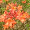 Mauvilla Gold Aromi Azalea (Rhododendron Hybrid) - 1 Gallon Pot -FruitTree Store Native Azalea Mauvila Gold 10