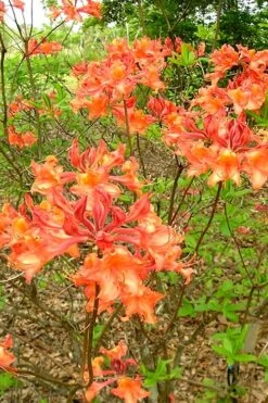 Mauvilla Gold Aromi Azalea (Rhododendron Hybrid) - 1 Gallon Pot -FruitTree Store Native Azalea Mauvila Gold 2