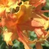 Orange Marmalade Native Azalea - 1 Gallon Pot -FruitTree Store Native Azalea Orange Marrmalade 1