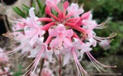 Varnadoes Phlox Pink Native Azalea - Rhododendron Canescens - 1 Gallon Pot -FruitTree Store Native Azalea Phlox Pink 30