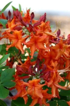 Red Pepper Aromi Azalea (Rhododendron Hybrid) - 3 Gallon Pot -FruitTree Store Native Azalea Red Pepper 1