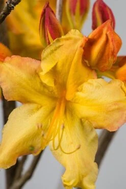 Solar Flare Sunbow Azalea - 3 Gallon Pot -FruitTree Store Native Azalea Solar Flare Sunbow BS