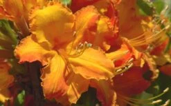 Solar Glow Sunbow Azalea - 2 Gallon Pot -FruitTree Store Native Azalea Solar Glow 2