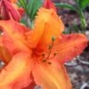Solar Glow Sunbow Azalea - 2 Gallon Pot -FruitTree Store Native Azalea Solar Sunglow 1