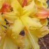 Solar Flare Sunbow Azalea - 3 Gallon Pot -FruitTree Store Native Azalea Solor Flare Sunbow 1