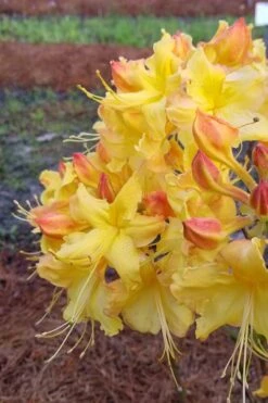 Solar Flare Sunbow Azalea - 3 Gallon Pot -FruitTree Store Native Azalea Solor Flare Sunbow 2