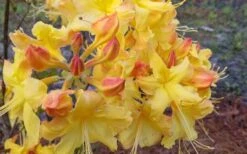 Solar Flare Sunbow Azalea - 3 Gallon Pot -FruitTree Store Native Azalea Solor Flare Sunbow 3