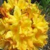 Spring Fanfare Aromi Azalea (Rhododendron Hybrid) - 3 Gallon Pot -FruitTree Store Native Azalea Spring Fanfare 2