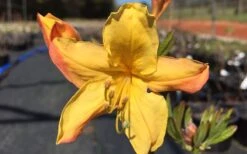 Spring Fanfare Aromi Azalea (Rhododendron Hybrid) - 1 Gallon Pot -FruitTree Store Native Azalea Spring Fanfare 3 1