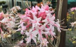 Varnadoes Phlox Pink Native Azalea - Rhododendron Canescens - 1 Gallon Pot -FruitTree Store Native Azalea Varnadoes Pink Phlox 50