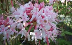 Varnadoes Phlox Pink Native Azalea - Rhododendron Canescens - 1 Gallon Pot -FruitTree Store Native Azalea Varnadoes Pink Phlox 52