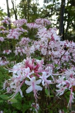 Varnadoes Phlox Pink Native Azalea - Rhododendron Canescens - 1 Gallon Pot -FruitTree Store Native Azalea Varnadoes Pink Phlox 54