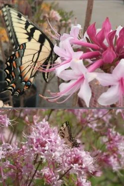 Varnadoes Phlox Pink Native Azalea - Rhododendron Canescens - 1 Gallon Pot -FruitTree Store Native Azalea Varnadoes Pink Phlox 55