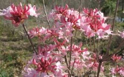 Varnadoes Phlox Pink Native Azalea - Rhododendron Canescens - 1 Gallon Pot -FruitTree Store Native Azalea Varnadoes pink Blooms 3
