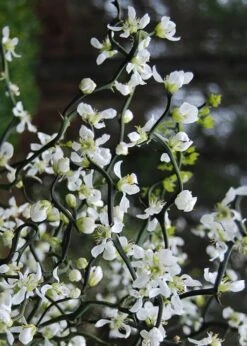 Flying Dragon Hardy Orange Tree - 7 Gallon Pot (5-6') (COPY) -FruitTree Store Orange Flying Dragon 10 2