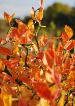 Flying Dragon Hardy Orange Tree - 7 Gallon Pot (5-6') (COPY) -FruitTree Store Orange Flying Dragon 13 2