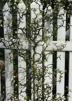 Flying Dragon Hardy Orange Tree - 7 Gallon Pot (5-6') (COPY) -FruitTree Store Orange Flying Dragon 3 2