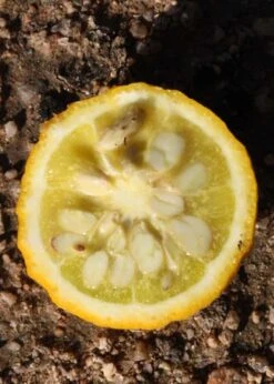 Flying Dragon Hardy Orange Tree - 7 Gallon Pot (5-6') (COPY) -FruitTree Store Orange Flying Dragon 5 2