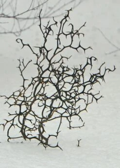 Flying Dragon Hardy Orange Tree - 7 Gallon Pot (3-4') -FruitTree Store Orange Flying Dragon 7 1