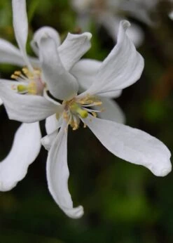 Flying Dragon Hardy Orange Tree - 3 Gallon Pot -FruitTree Store Orange Flying Dragon 8
