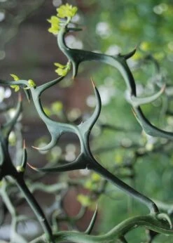 Flying Dragon Hardy Orange Tree - 7 Gallon Pot (5-6') (COPY) -FruitTree Store Orange Flying Dragon 9 2