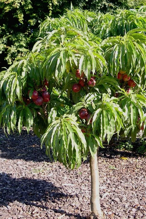 Bonanza Dwarf Patio Peach Tree - 3 Gallon Pot 10 Bonanza Dwarf Patio Peach Tree - 3 Gallon Pot - Image 8