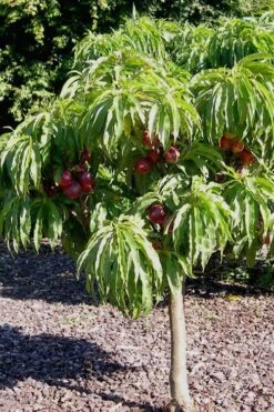 Bonanza Dwarf Patio Peach Tree - 2 Gallon Pot -FruitTree Store Peach Bonanza 2 2