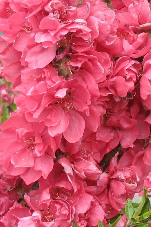 Bonanza Dwarf Patio Peach Tree - 3 Gallon Pot 6 Bonanza Dwarf Patio Peach Tree - 3 Gallon Pot - Image 4