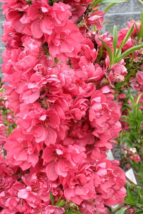 Bonanza Dwarf Patio Peach Tree - 3 Gallon Pot 9 Bonanza Dwarf Patio Peach Tree - 3 Gallon Pot - Image 7