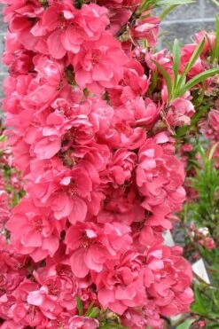 Bonanza Dwarf Patio Peach Tree - 2 Gallon Pot -FruitTree Store Peach Bonanza 4 2