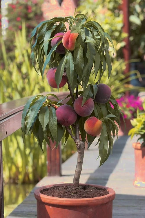 Bonanza Dwarf Patio Peach Tree - 3 Gallon Pot 3 Bonanza Dwarf Patio Peach Tree - 3 Gallon Pot