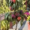 Bonanza Dwarf Patio Peach Tree - 2 Gallon Pot 2 Bonanza Dwarf Patio Peach Tree - 2 Gallon Pot -FruitTree Store Peach Bonanza 6 2