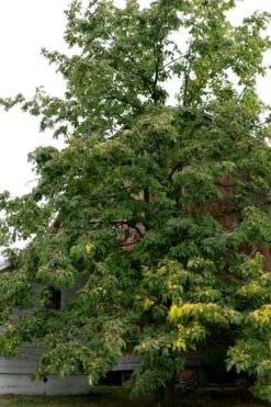 American Persimmon Tree - Diospyros Virginiana - 2 Gallon Pot -FruitTree Store Persimmon American 2 2