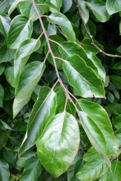 American Persimmon Tree - Diospyros Virginiana - 2 Gallon Pot -FruitTree Store Persimmon American 3 2