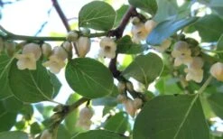 American Persimmon Tree (Diospyros Virginiana) - 1 Gallon Pot -FruitTree Store Persimmon American 5 1