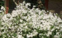 Mrs. G.G. Gerbing White Southern Indica Azalea - 1 Gallon Pot 12 Mrs. G.G. Gerbing White Southern Indica Azalea - 1 Gallon Pot -FruitTree Store Picture Azlea GG Gerbing 1