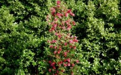 October Magic Rose Camellia - 1 Gallon Pot -FruitTree Store Picture Camellia October Magic Rose Column