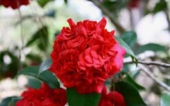 Professor Sargent Camellia Japonica - 6 Pack Of 1 Gallon Pots 13 Professor Sargent Camellia Japonica - 6 Pack Of 1 Gallon Pots -FruitTree Store Picture Camellia Professor Sargent Closeup