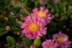 October Magic Carpet Dwarf Camellia - 3 Gallon Pot -FruitTree Store Picture Camellia Sasanqua October Magic Carpet