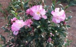 October Magic Orchid Camellia - 2 Gallon Pot -FruitTree Store Picture CamelliaOrchidOctoberMajic 2