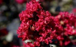 Double Feature Red Crape Myrtle - 3 Gallon Pot 15 Double Feature Red Crape Myrtle - 3 Gallon Pot -FruitTree Store Picture Crape Myrtle Double Feature 2