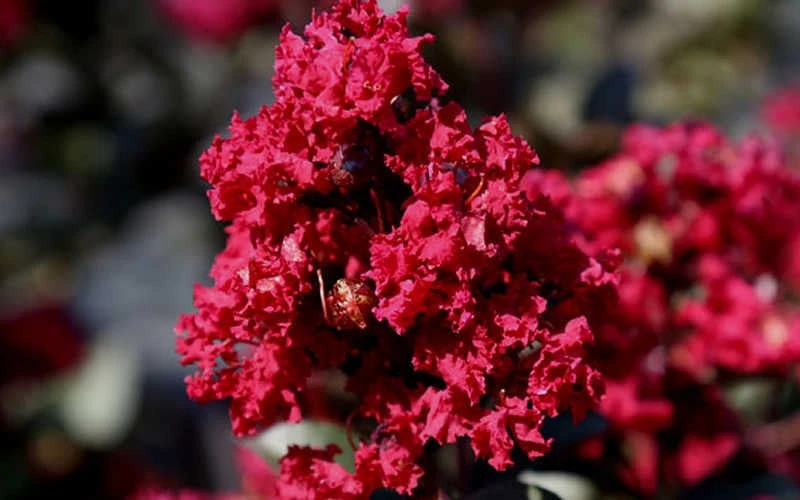 Double Feature Red Crape Myrtle - 3 Gallon Pot 9 Double Feature Red Crape Myrtle - 3 Gallon Pot - Image 7