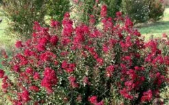 Double Feature Red Crape Myrtle - 3 Gallon Pot 14 Double Feature Red Crape Myrtle - 3 Gallon Pot -FruitTree Store Picture Crape Myrtle Double Feature