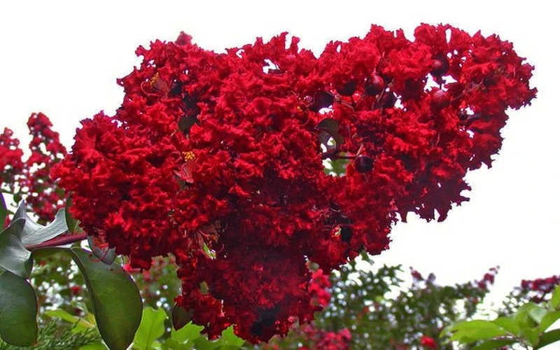 Dynamite Red Crape Myrtle - 7 Gallon Pot (5-6') 8 Dynamite Red Crape Myrtle - 7 Gallon Pot (5-6') - Image 6