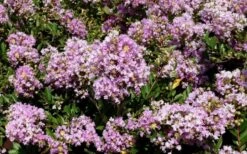 Early Bird Lavender Crape Myrtle - 3 Gallon Pot -FruitTree Store Picture Crape Myrtle Early Bird Lavender