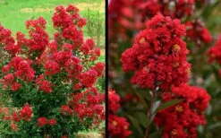 Enduring Summer Red Crape Myrtle - 5 Gallon Pot 13 Enduring Summer Red Crape Myrtle - 5 Gallon Pot -FruitTree Store Picture Crape Myrtle Enduring Summer Red 1 1