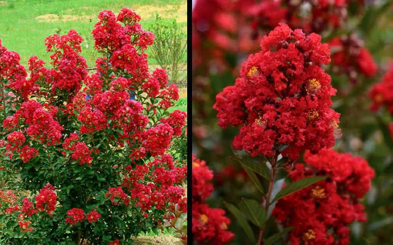 Enduring Summer Red Crape Myrtle - 5 Gallon Pot 8 Enduring Summer Red Crape Myrtle - 5 Gallon Pot - Image 6