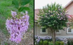 Muskogee Lavender Crape Myrtle - 7 Gallon Pot (4-5') -FruitTree Store Picture Crape Myrtle Muskogee 1 1